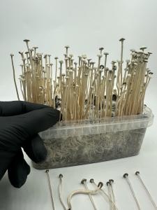 Copelandia Madadagascar Paddo Grow kit