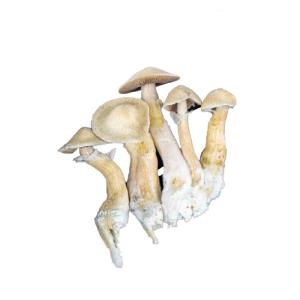 Albino A+  Paddo Broed