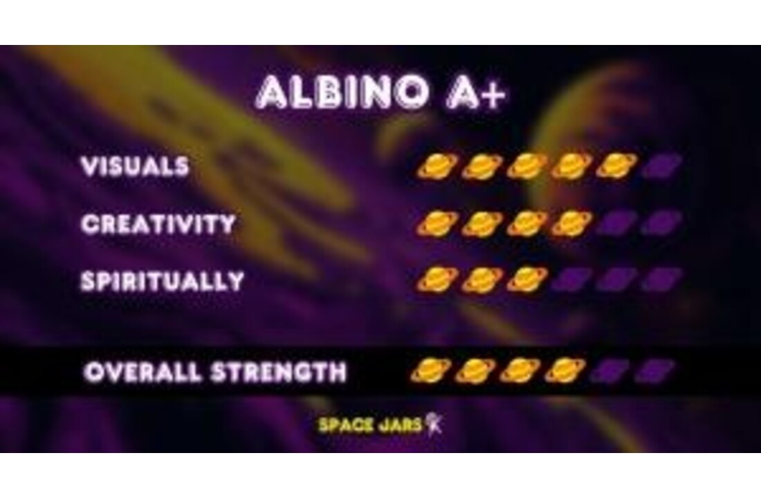 Albino A+ Paddo Broed