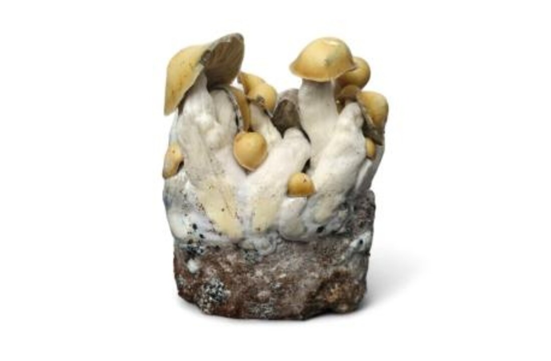 Mac Galactic Mushroom Grow Kit