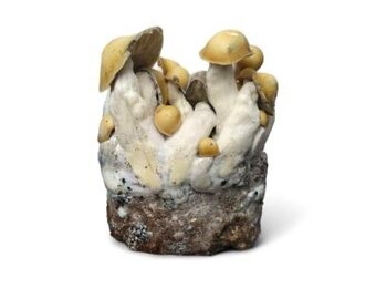 Mac Galactic Mushroom Grow Kit