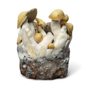 Mac Galactic Mushroom Grow Kit