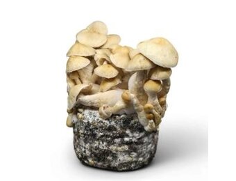 Cascadian Teacher Mushroom Grow Kit