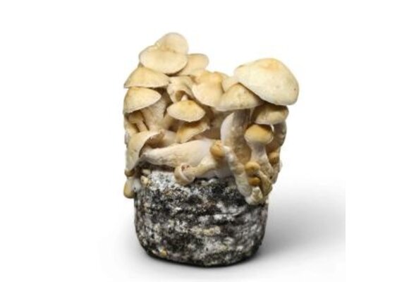 Cascadian Teacher Mushroom Grow Kit