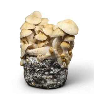 Cascadian Teacher Mushroom Grow Kit – Mystic Fungi - Drpaddo.com