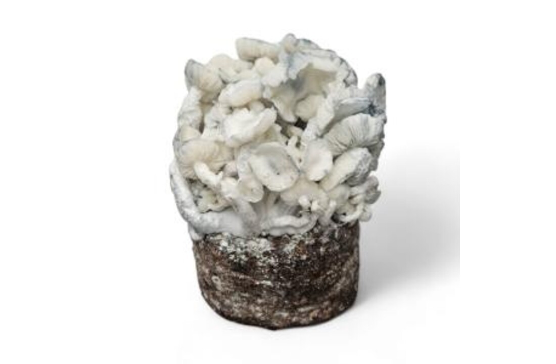 True Albino Teacher Mushroom Grow Kit