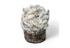 True Albino Teacher Mushroom Grow Kit