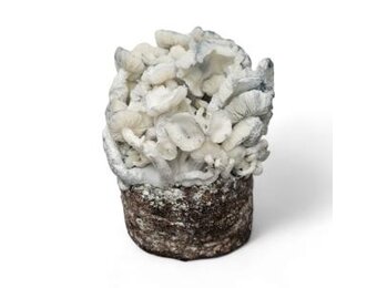 True Albino Teacher Paddo Kweekset