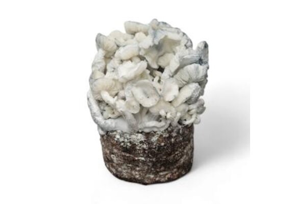 True Albino Teacher Mushroom Grow Kit