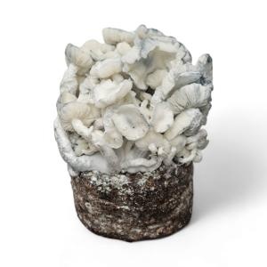 True Albino Teacher Mushroom Grow Kit