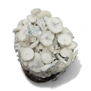 True Albino Teacher Mushroom Grow Kit