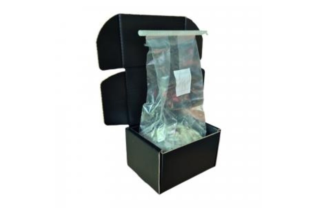True Albino Teacher Mushroom Grow Kit