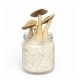 White Rabbit Mushroom Spawn