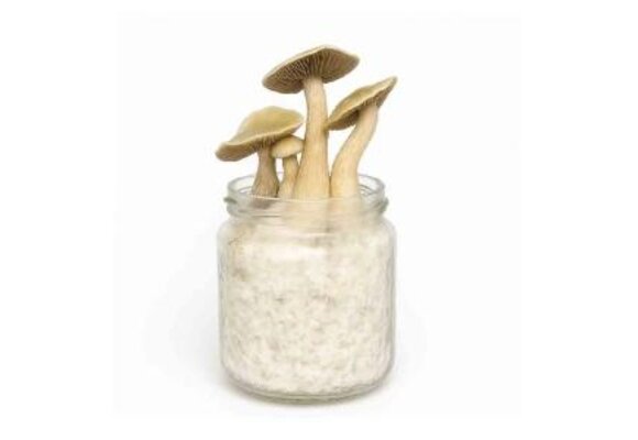 White Rabbit Mushroom Spawn