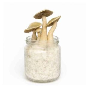 White Rabbit Mushroom Spawn