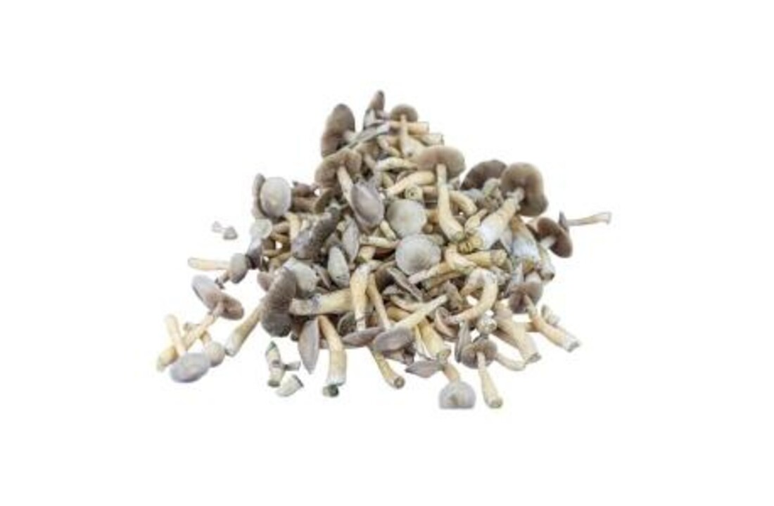 White Rabbit Mushroom Spawn