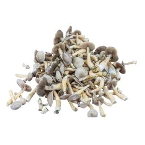 White Rabbit Mushroom Spawn