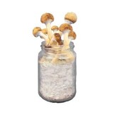 Golden Teacher Mushroom Spawn