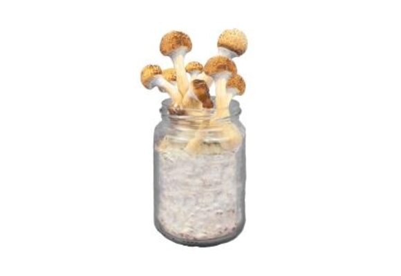 Golden Teacher Mushroom Spawn