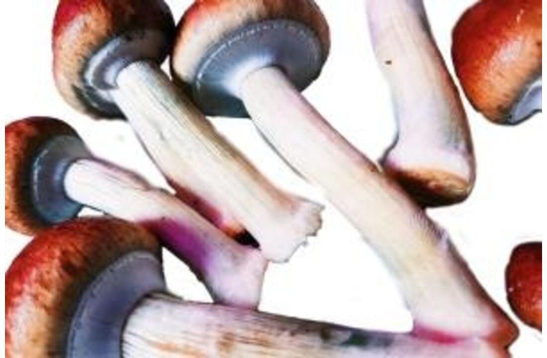 Golden Teacher Mushroom Spawn