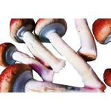 Golden Teacher Mushroom Spawn