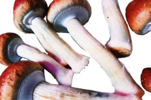 Golden Teacher Paddo Broed