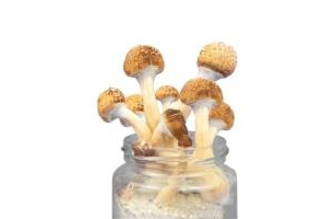 Golden Teacher Mushroom Spawn