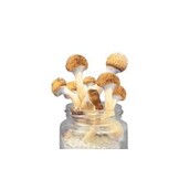 Golden Teacher Mushroom Spawn