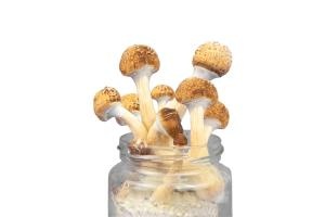 Golden Teacher Paddo Broed