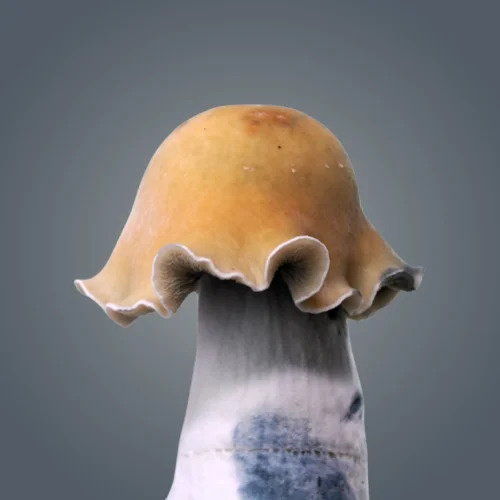 Royale Flush Golden Bluey Vuitton Growkit