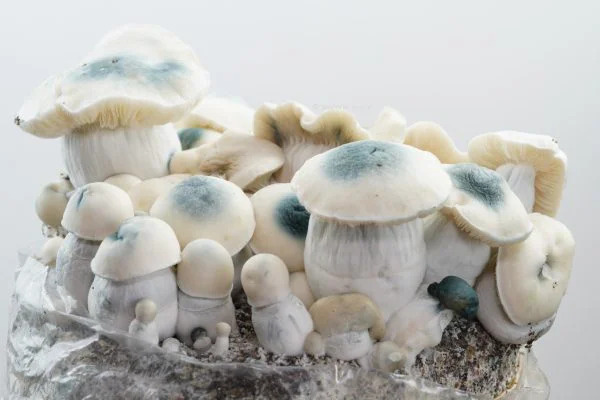 Royale Flush Iceberg Growkit