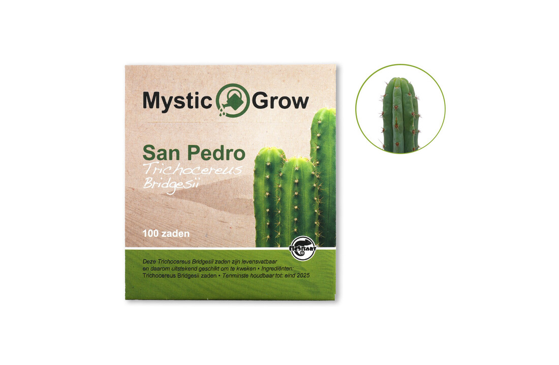 San Pedro T Bridgesii Zaden - 100 Stuks