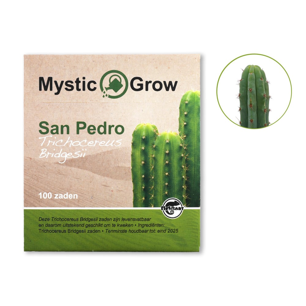 San Pedro T Bridgesii Seeds - 100 Pcs