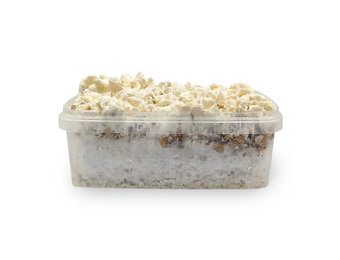 Waikiki Waves Growkit