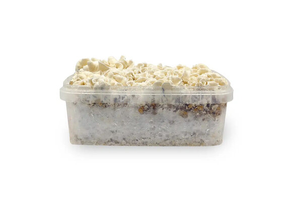 Waikiki Waves Growkit