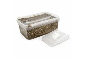 Gesteriliseerd Substraat