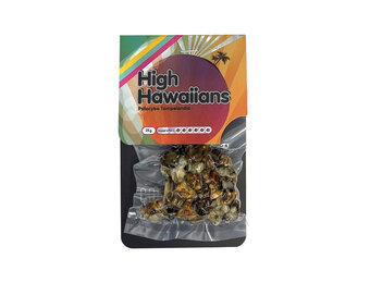 High Hawaiians Mushroom Truffels