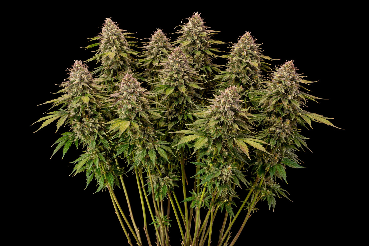 multiple weedbuds on a black background