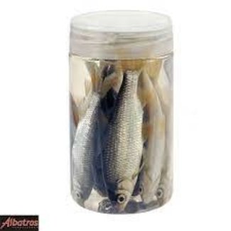 Albatros Dead Bait Roach 10/12cm