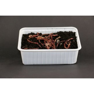 Evezet Wormen  Dendrobena Bamibak