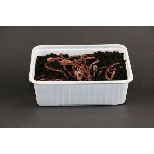 Evezet Wormen  Dendrobena Bamibak