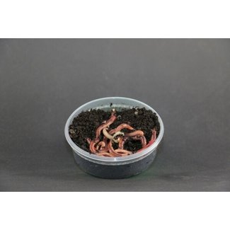 Evezet Wormen Dendrobena Klein