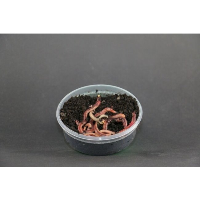 Evezet Wormen Dendrobena Klein