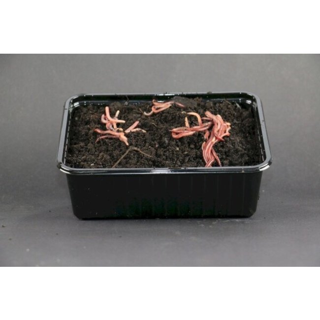 Evezet Wormen  Mestpieren Bamibak