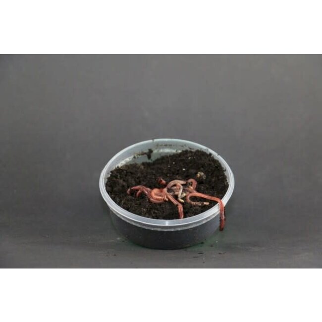 Evezet Wormen Mestpieren Klein