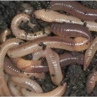 Evezet Dauwpieren Bamibak