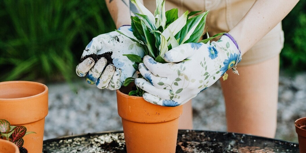 9 astuces : Pourquoi le marc de café est excellent pour votre jardin !