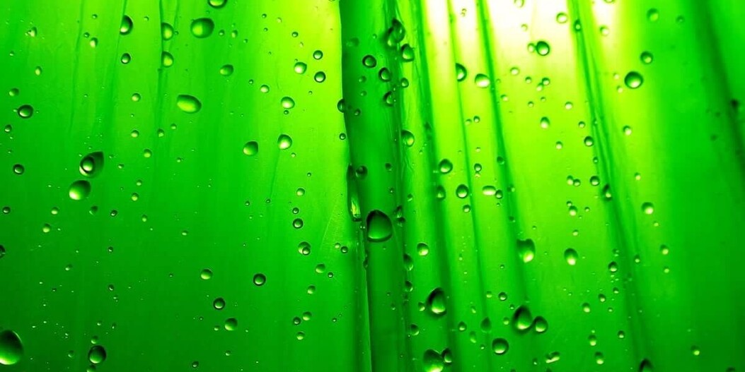 Au secours ! Croissance d'algues dans le réservoir d'eau de votre machine à café