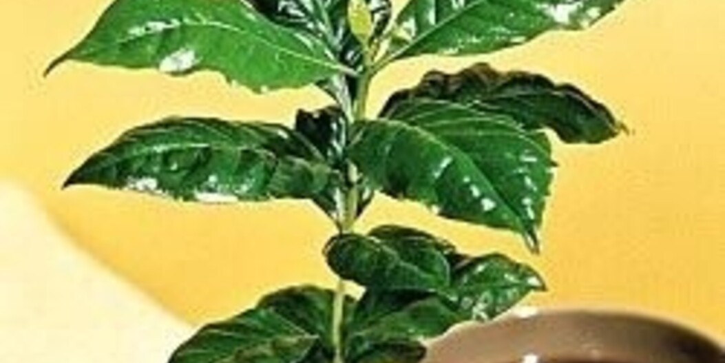 Cultivez votre propre caféier