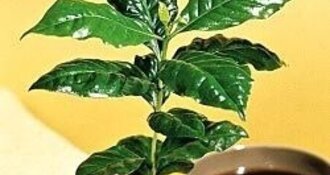 Cultivez votre propre caféier
